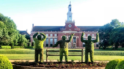 OSU fans topiary